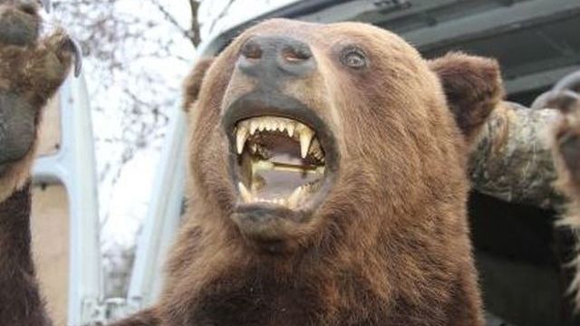 Zdrogovaný řidič na Vsetínsku vezl v dodávce vycpaného medvěda a vlka